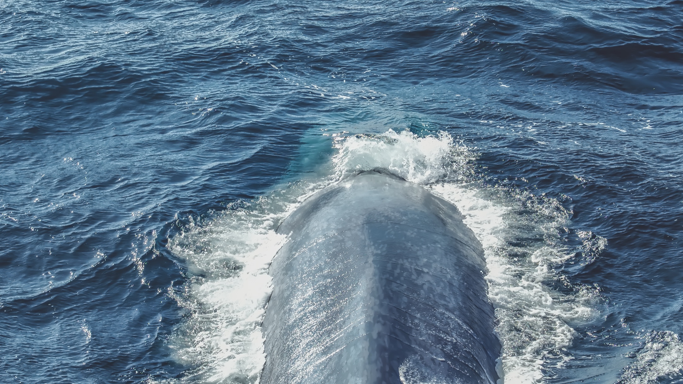A whale moving through the open ocean, seen from above